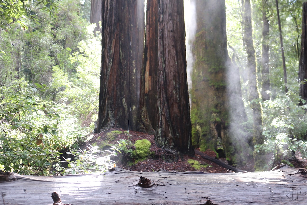 Big Basin SP picture